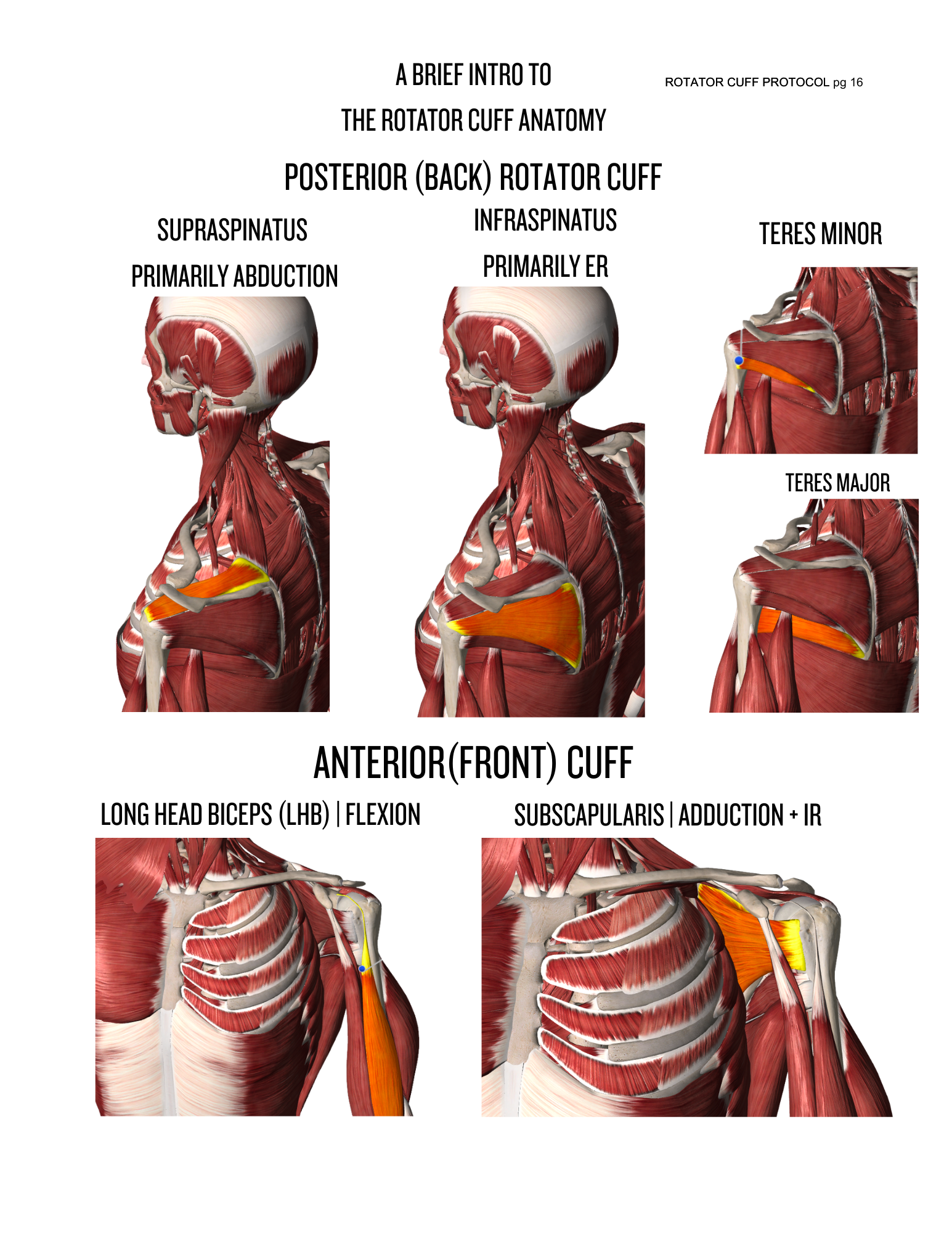 ROTATOR CUFF PROTOCOL